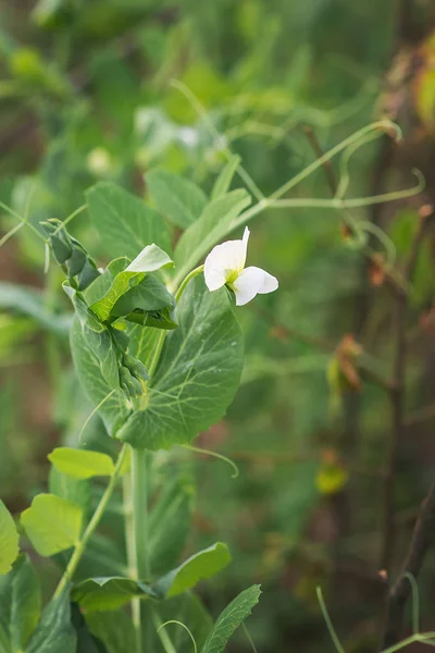 Plante de pois gros plan — Photo