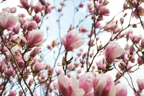 Magnolia kwiaty na wiosnę, kwiatowe tło — Zdjęcie stockowe
