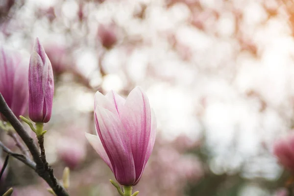 Kwiaty piękne magnolia w tło wiosna, kwiatowy — Zdjęcie stockowe