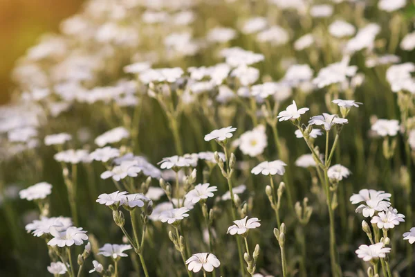 Fleurs sauvages blanches sur fond de nature floue . — Photo