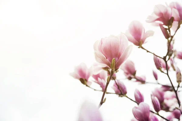Vackra magnolia blommor på våren, en blommig bakgrund, copyspace. — Stockfoto