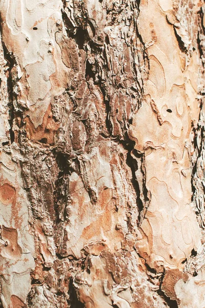 Фон з кори соснового дерева — стокове фото