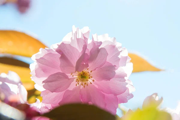 Kwiat różowy cherry sakura z zielonych liści, na tle przyrody, zbliżenie. — Zdjęcie stockowe