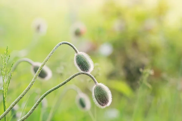 Bourgeons de pavot sur fond de nature  . — Photo