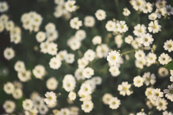 Vita vilda blommor på suddig natur bakgrund. — Stockfoto