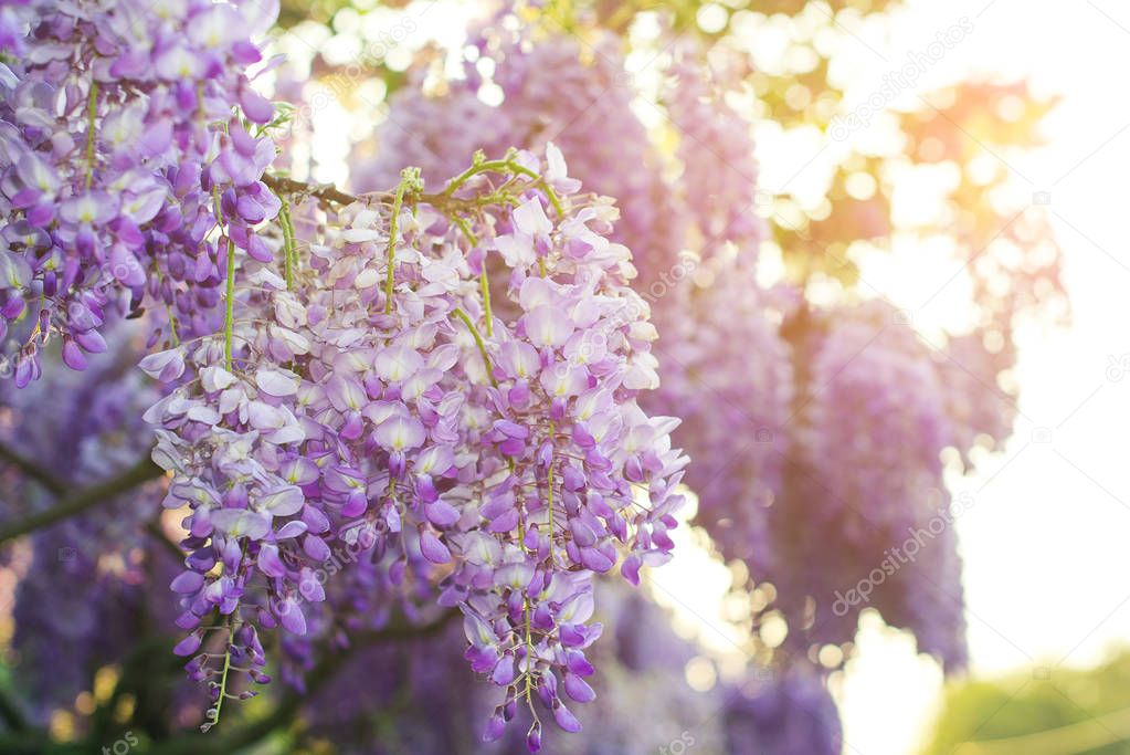 Wisteria flowers are blooming in springtime. Floral background.