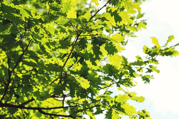 Groene Bladeren Achtergrond Van Lucht — Stockfoto