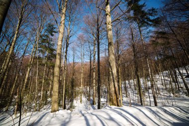 Ormanda kış güneşli bir gün. Güzel kış manzarası. Kış ormanı geçmişi