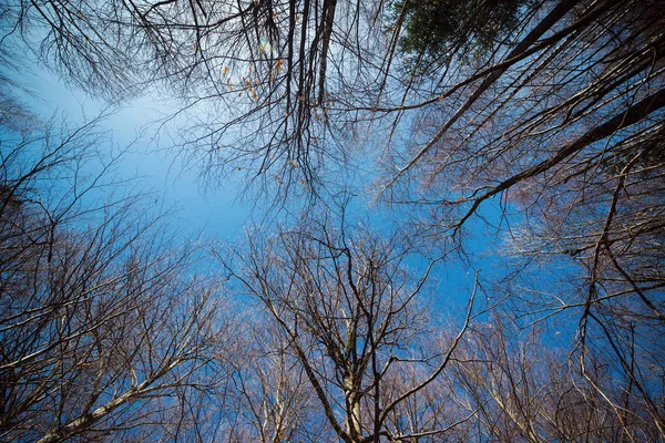 Arbres nus sur fond de ciel bleu. Paysage forestier par temps froid et ensoleillé en hiver ou au début du printemps — Photo