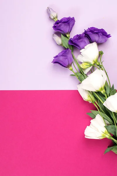 Delicati fiori di eustoma bianchi e viola su sfondo di carta rosa. Biglietto di auguri con spazio di copia, stile minimale — Foto Stock