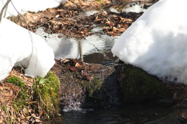 Green grass and snow on the mountain stream. Snow melts in early spring.