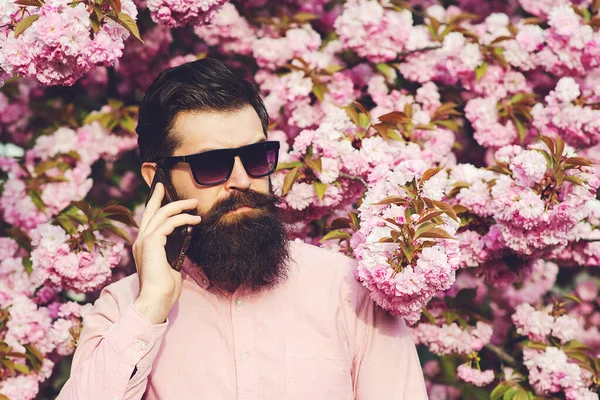 Bearded stylish man. Spring day. Handsome man talking by mobile phone. Spring pink sakura blossom. Springtime. Bearded man wears pink shirt. Handsome man in fashion glasses. Male fashion.