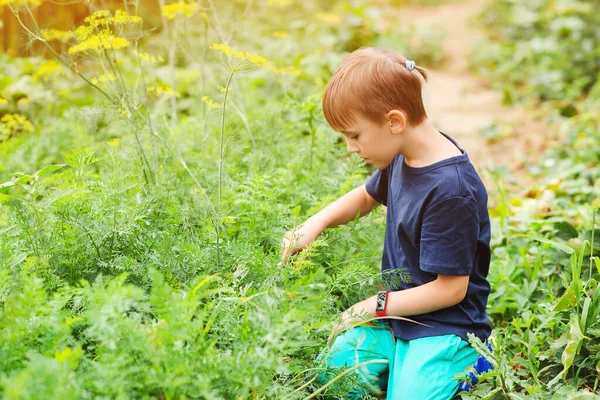 Маленький Помічник Працює Овочевому Ліжку Сімейна Органічна Біологічна Ферма Дитяче — стокове фото