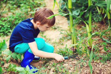 Bir çocuk bahçede tırmıkla yabani otları temizliyor. Küçük bahçıvan çalışıyor. Aile organik sebze çiftliği. Çocuk, ebeveynlerin sebzeleri, bitkileri ve sebzeleri önemsemesine yardım ediyor..
