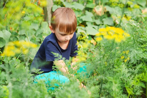 Маленький Помічник Працює Овочевому Ліжку Сімейна Органічна Біологічна Ферма Дитяче — стокове фото