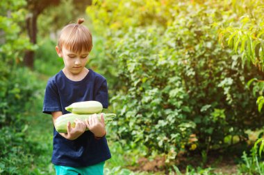Çocuk kabak hasadı topluyor. Küçük yardımcı. Organik biyoloji çiftliği. Sebze bahçesindeki çocuk. Çiftlikte biyolojik sebzeli çocuk.