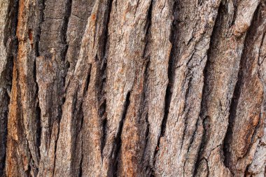 Meşe ağacı desenli arka plan, yakın plan. Doğa ormanında bin yıllık meşe ağacı kabuğu. Eski ahşap doku.