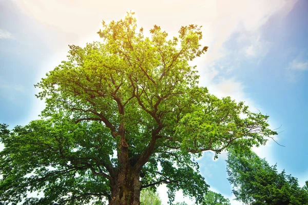 Çayırdaki görkemli yeşil meşe ağacı. Arka planda açık mavi gökyüzü üzerinde milenyum meşesi. Çayırdaki yalnız yeşil meşe ağacı.