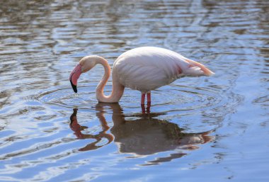 büyük flamingo üzerine su yansıtan