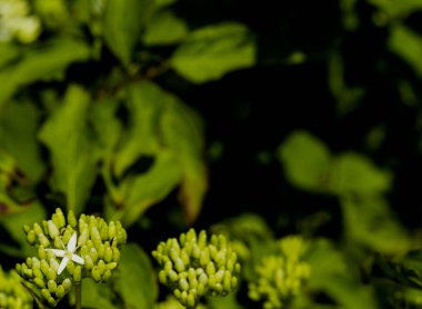 Vahşi çiçek açan Cornus sanguinea. Yalnız çiçek