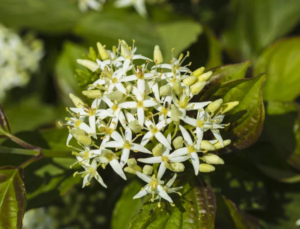 Cornus sanguinea kvetoucí v přírodě — Stock fotografie