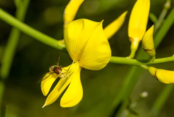 Sárga virágok, a rekettye sagittalis seprű egy hoverfly növény — Stock Fotó