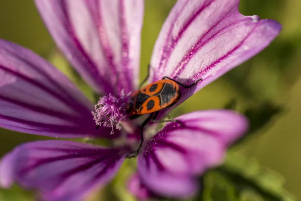 Firebug på en gemensam mallow (Malva Silvestris) blomma — Stockfoto
