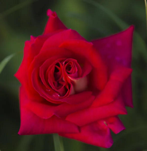 Макро цветок красивая роза для фонового изображения — стоковое фото