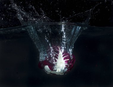 Kabarcıkları ile su sıçramasına hindiba