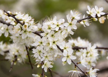 çiçeği ağaç bahçe beyaz çiçekli