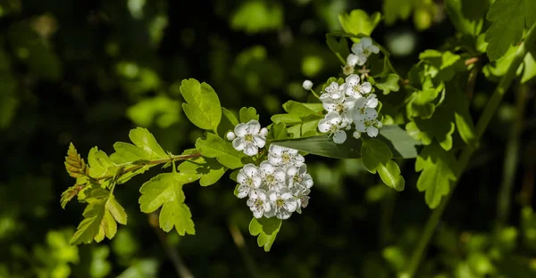 Blühender Weißdorn im Frühling auf einer Wiese — Stockfoto