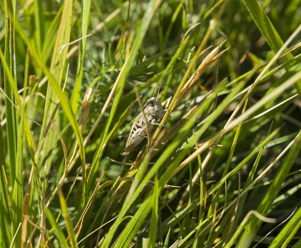 Große Heuschrecke auf Laub auf einer Wiese — Stockfoto