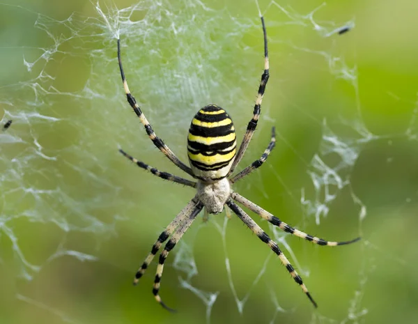 Ragno vespa con strisce gialle e nere sul suo addome nella sua tela — Foto Stock