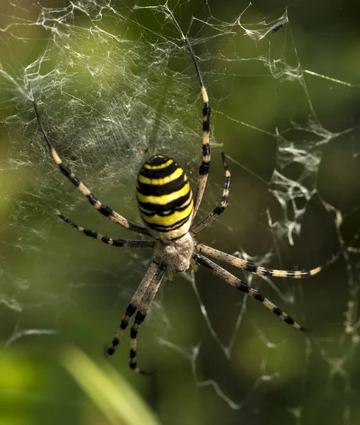 Ragno vespa con strisce gialle e nere sul suo addome nella sua tela — Foto Stock