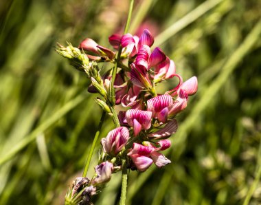 Pembe sainfoin ya da bulanık yeşil arka planı olan Onobrychis viciifolia.