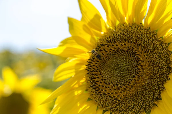 Honigbiene sammelt Pollen von Sonnenblumen — Stockfoto