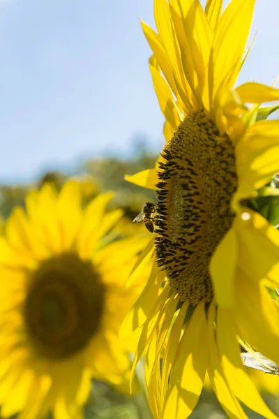 Honigbiene sammelt Pollen von Sonnenblumen — Stockfoto