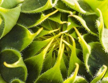 Kapalı yaprakları sarı ayçiçeği, yakın çekim