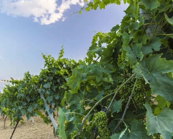 Vine i en vingård i höst - vita druvor för vinframställning före skörd — Stockfoto