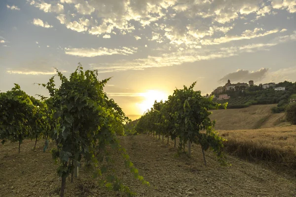 Solen stiger över vingårdar i Italien — Stockfoto