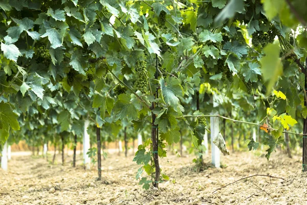 Vine i en vingård i höst - vindruvor innan skörd — Stockfoto