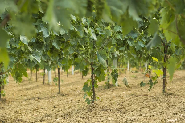 Vine i en vingård i höst - vindruvor innan skörd — Stockfoto