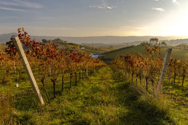 Vista de vinhas em cores outonais prontas para colheita e produção de vinho . — Fotografia de Stock