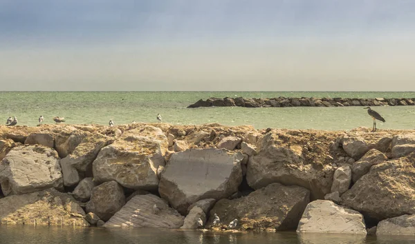 Gråhäger avkopplande på klipporna i Adriatiska havet, Italien — Stockfoto