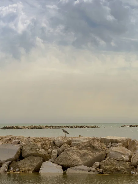 Gråhäger avkopplande på klipporna i Adriatiska havet, Italien — Stockfoto