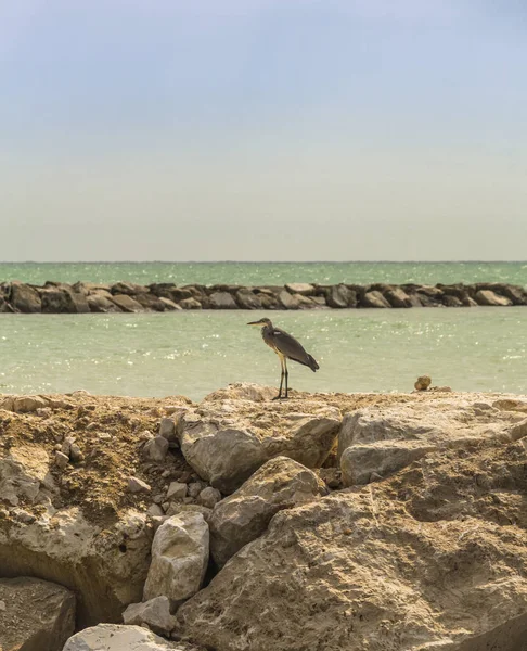 Γκρι ερωδιός χαλαρωτικό πάνω στα βράχια της Αδριατικής θάλασσας, Ιταλία — Φωτογραφία Αρχείου