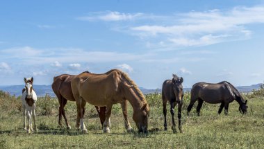 Kahverengi ve pinto at in Puglia (İtalya deniz kenarında otlatma)