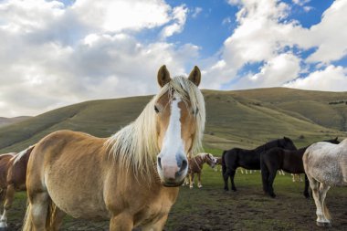 Pian Grande (Castelluccio di Norcia), İtalya ücretsiz at sürüsü
