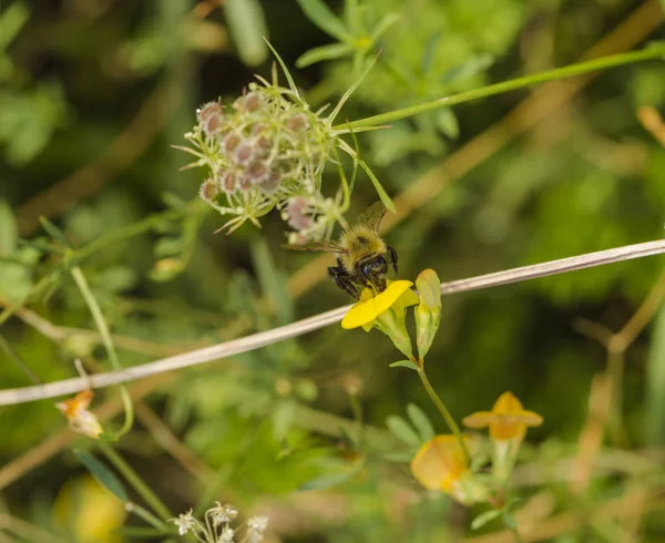 Un'ape che raccoglie miele su un fiore giallo — Foto Stock