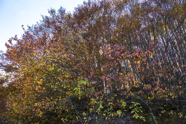 Automne, paysage d'automne avec des arbres pleins de feuilles colorées, tombant, ciel bleu ensoleillé — Photo